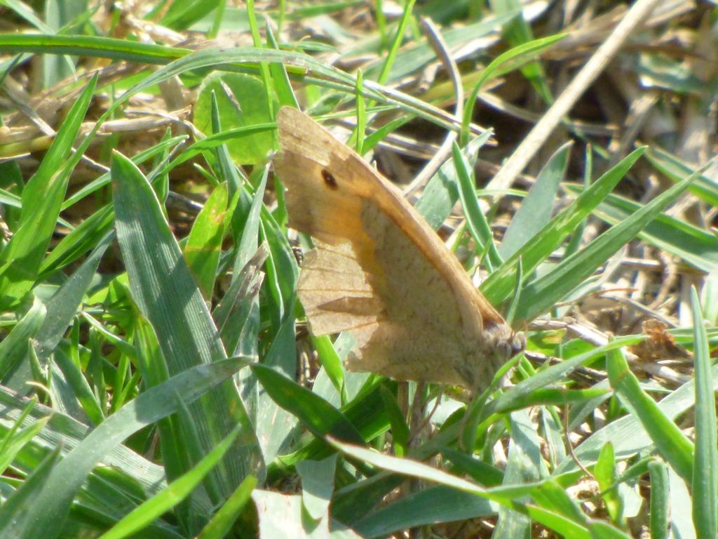 Maniola jurtina